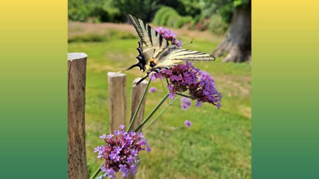 ORTHO STRASBOURG.001