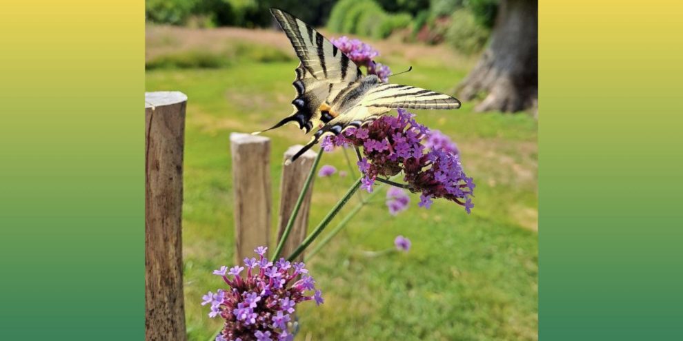 ORTHO STRASBOURG.001